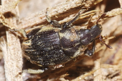 Psepholax