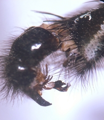 Sarcophaga variegata