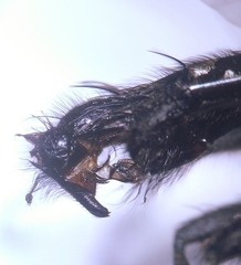 Sarcophaga subvicina