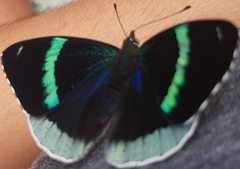 Perisama bomplandii bomplandii