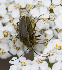 Lepturobosca chrysocoma