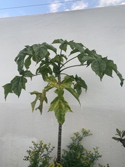 Vasconcellea pubescens