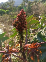 Ricinus communis