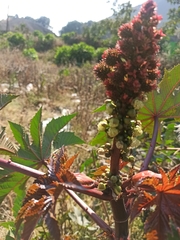 Ricinus communis