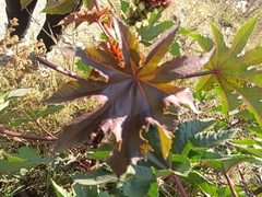 Ricinus communis