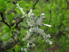 Punctelia graminicola