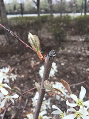 Amelanchier arborea