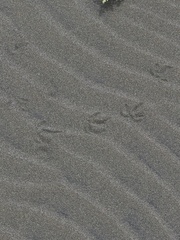 Haematopus palliatus