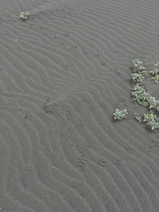 Haematopus palliatus