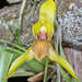 Maxillaria praestans - Photo (c) Sune Holt, some rights reserved (CC BY-NC), uploaded by Sune Holt
