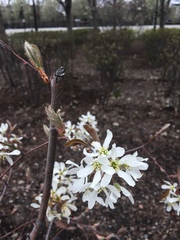Amelanchier arborea