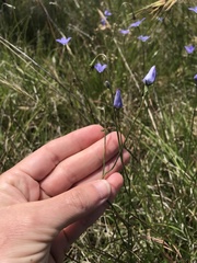 Wahlenbergia multicaulis