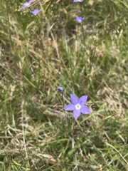 Wahlenbergia multicaulis