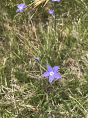 Wahlenbergia multicaulis