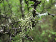 Ramalina peruviana