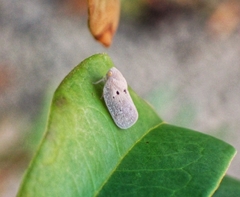 Melormenis