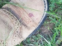 Nassella leucotricha