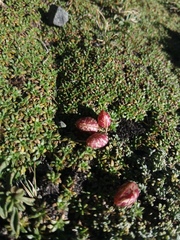 Astragalus arnottianus