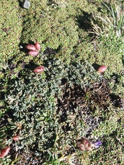 Astragalus arnottianus