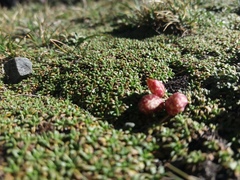 Astragalus arnottianus