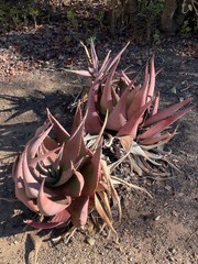 Aloe petricola