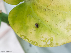 Scymnobius ecuadoricus