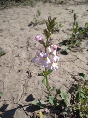 Pitraea cuneato-ovata