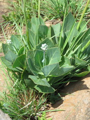 Senecio rhomboideus