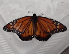 Danaus erippus