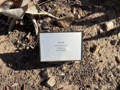 Aloe petricola