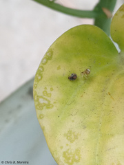 Scymnobius ecuadoricus