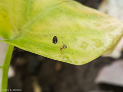 Scymnobius ecuadoricus