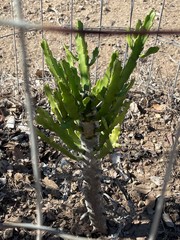 Euphorbia resinifera