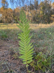 Osmundastrum cinnamomeum image