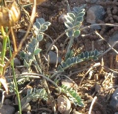 Astragalus incanus