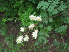 Mimosa malacophylla