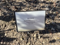 Euphorbia resinifera