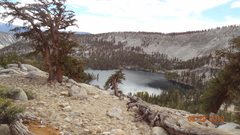 Pinus balfouriana austrina