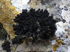 Lathagrium auriforme