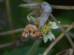 Tripudia goyanensis