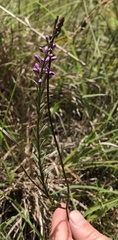 Comesperma polygaloides