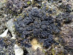 Lathagrium auriforme