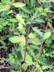 Lonicera japonica