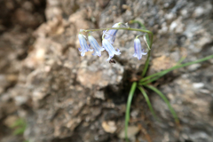 Brimeura amethystina