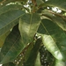 Ficus adhatodifolia - Photo (c) Tomaz Nascimento de Melo, μερικά δικαιώματα διατηρούνται (CC BY-NC-ND), uploaded by Tomaz Nascimento de Melo