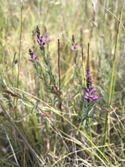 Comesperma polygaloides