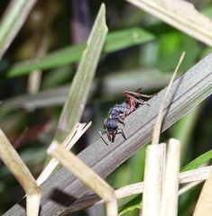 Myrmecia chrysogaster