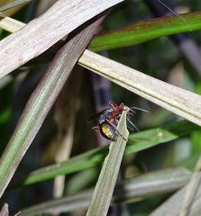 Myrmecia chrysogaster