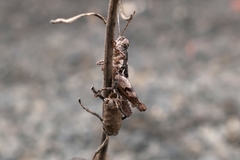 Arminda lancerottensis