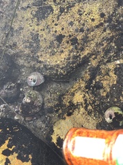 Gastropoda
